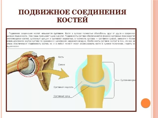 Подвижное соединение костей суставы. Подвижное соединение костей. Подвижные соединения костей. Подвижное соединение сустав. Подвижные соед костей.