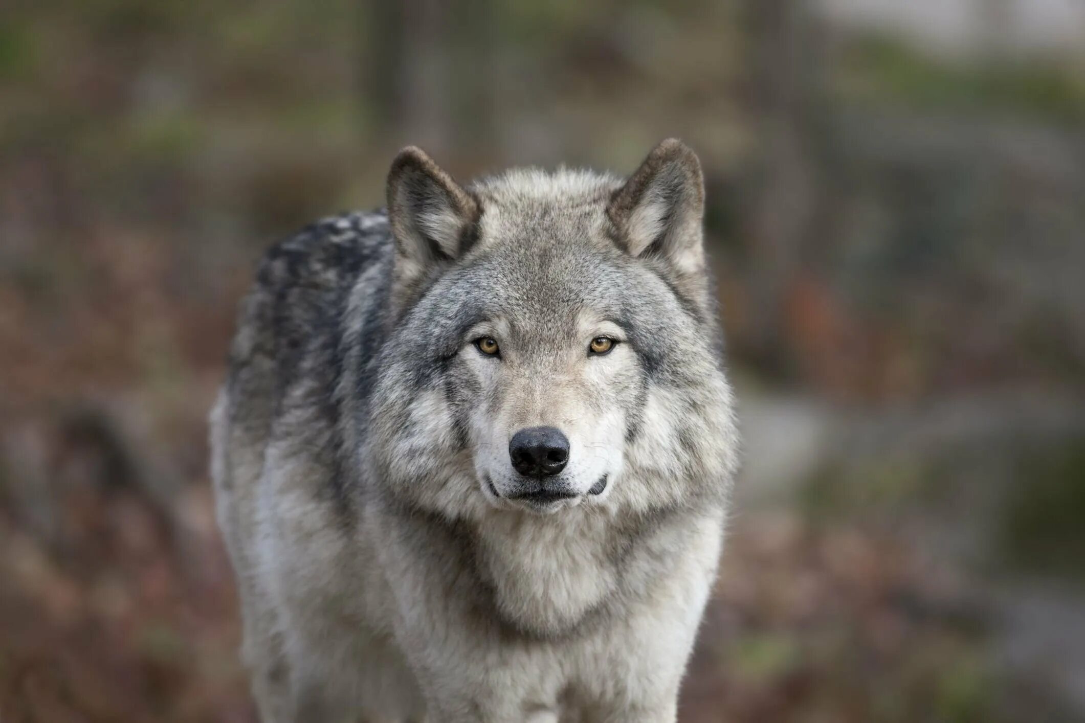 Волк серый обыкновенный. Волк обыкновенный (canis Lupus). «Серый волк» (Сары Буре). Волк анфас.