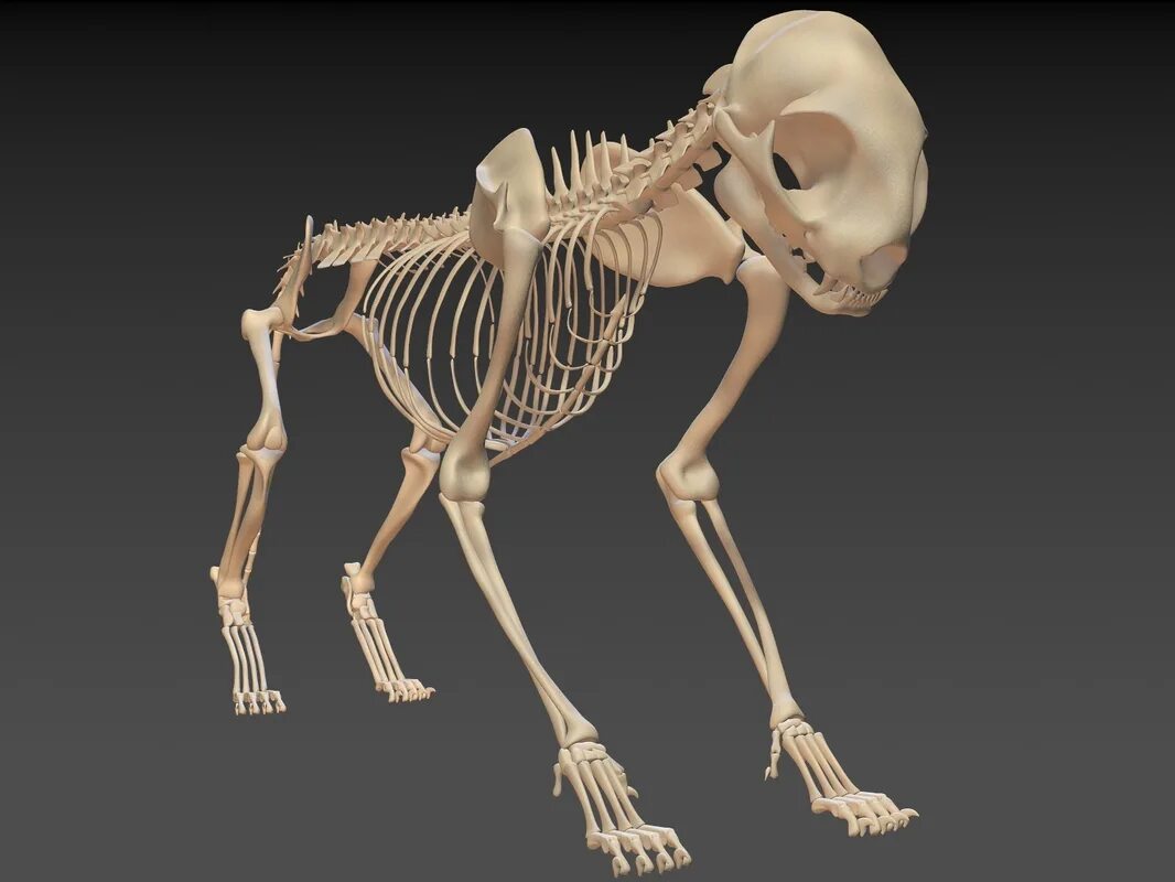 Скелет кота. Скелет кошки строение. Скелет кота анатомия. Скелет человека и кошки.
