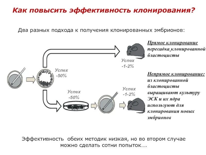 Как отключить клонирование. Эффективность клонирования животных. актуальность клонирования. клонирование описание процесса. актуальность вопроса клонирования.