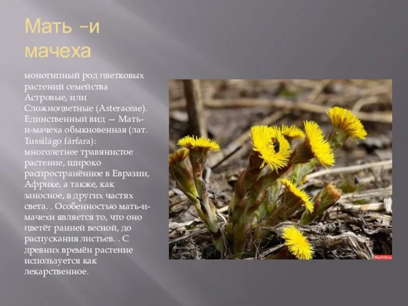 Мачиха или мачеха. Мать-и-мачеха растение сложноцветных. сложноцветные мать и мачеха. мать и мачеха многолетнее трав. мать и мачеха это травянистое растение или нет.