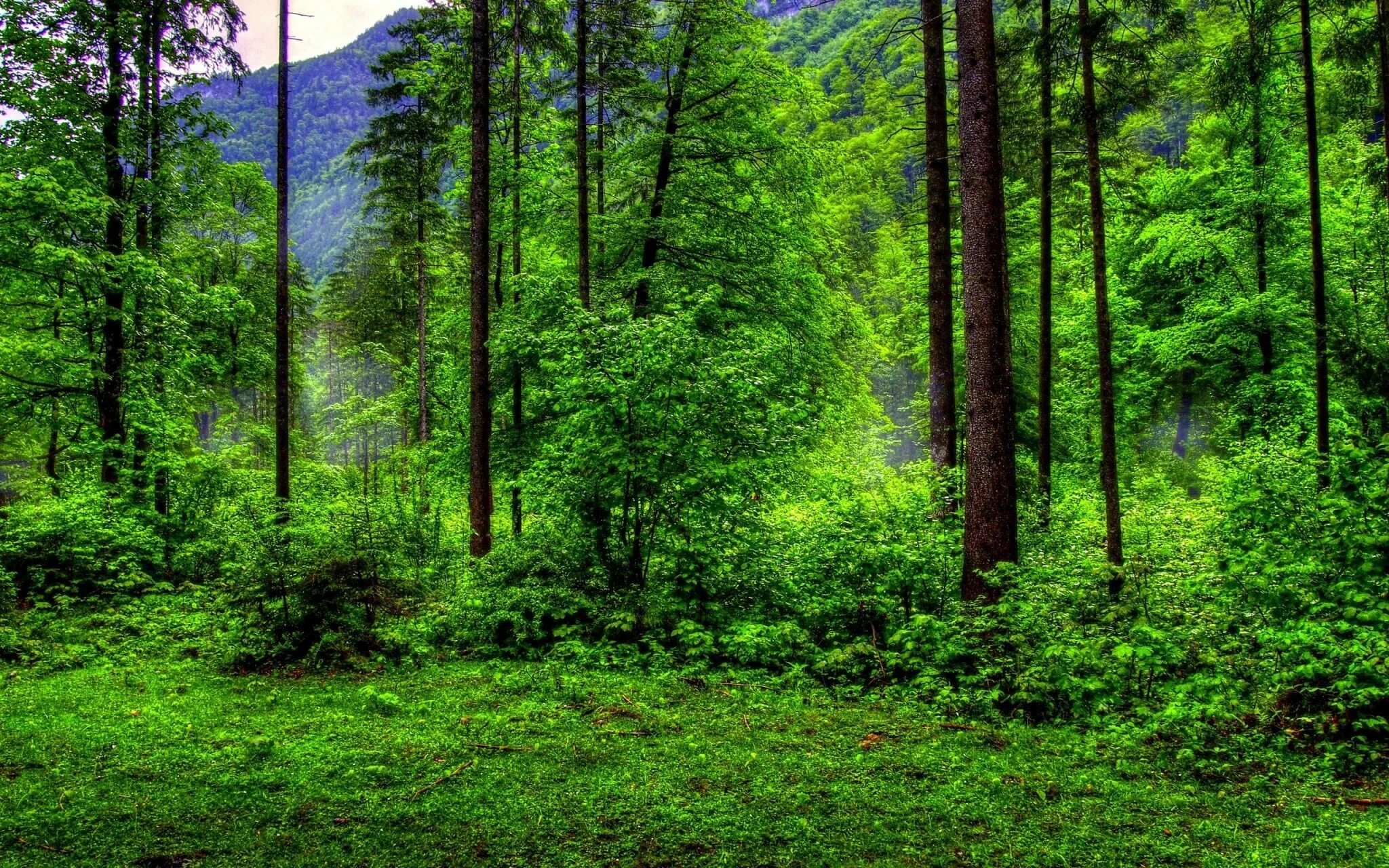 Html forest. Фон firewatch 4k. Вашингтон форкс природа. Лес в тумане. Html forest.