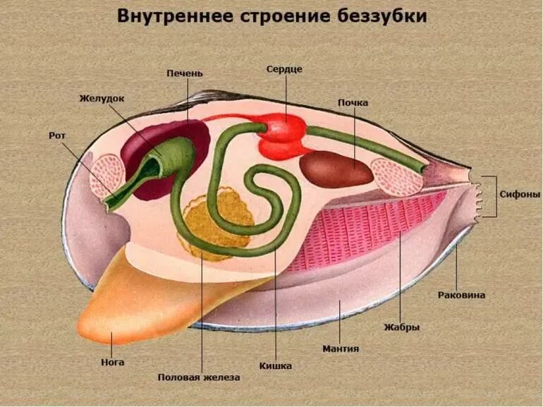 Пространство между мантией и телом