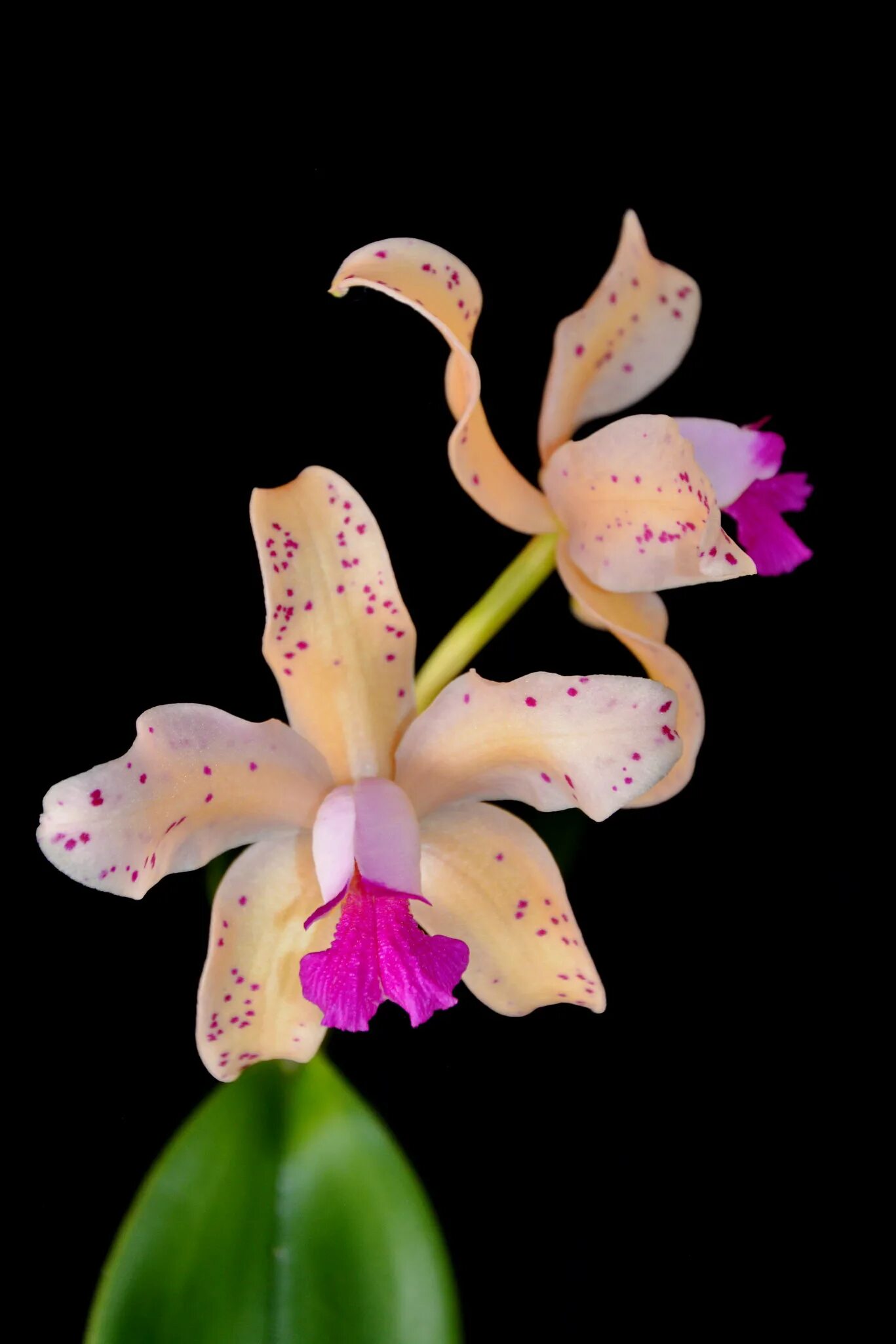 Х self. Каттлея аметистоглосса. cattleya amethystoglossa var. aurea x self. каттлея гуттата типо 3. cattleya amethystoglossa (prima x coerulea).