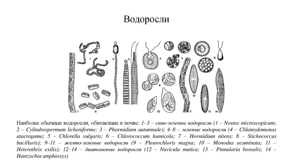 Почвенные водоросли представители. Синезеленые почвенные водоросли представители. Почвенные зелёные водоросли. Почвенные водоросли желто-зеленые.