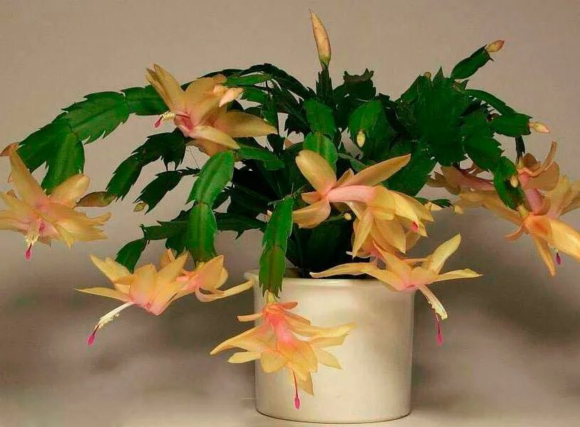 шлюмбергера декабрист зигокактус. зигокактус голубой. зигокактус шлюмбергера белый. цветок декабрист шлюмбергера. декабрист шлюмбергера голубой.