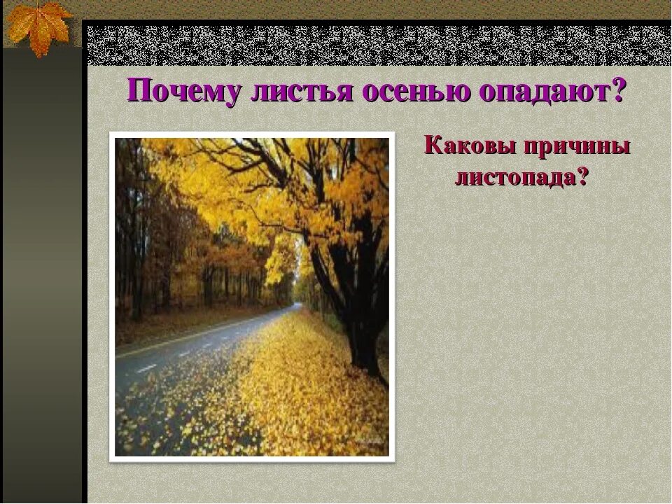 Листопад презентация по биологии. Причины листопада осенью. Почему опадают листья. Почему опадают листья осенью. Презентация листопад.