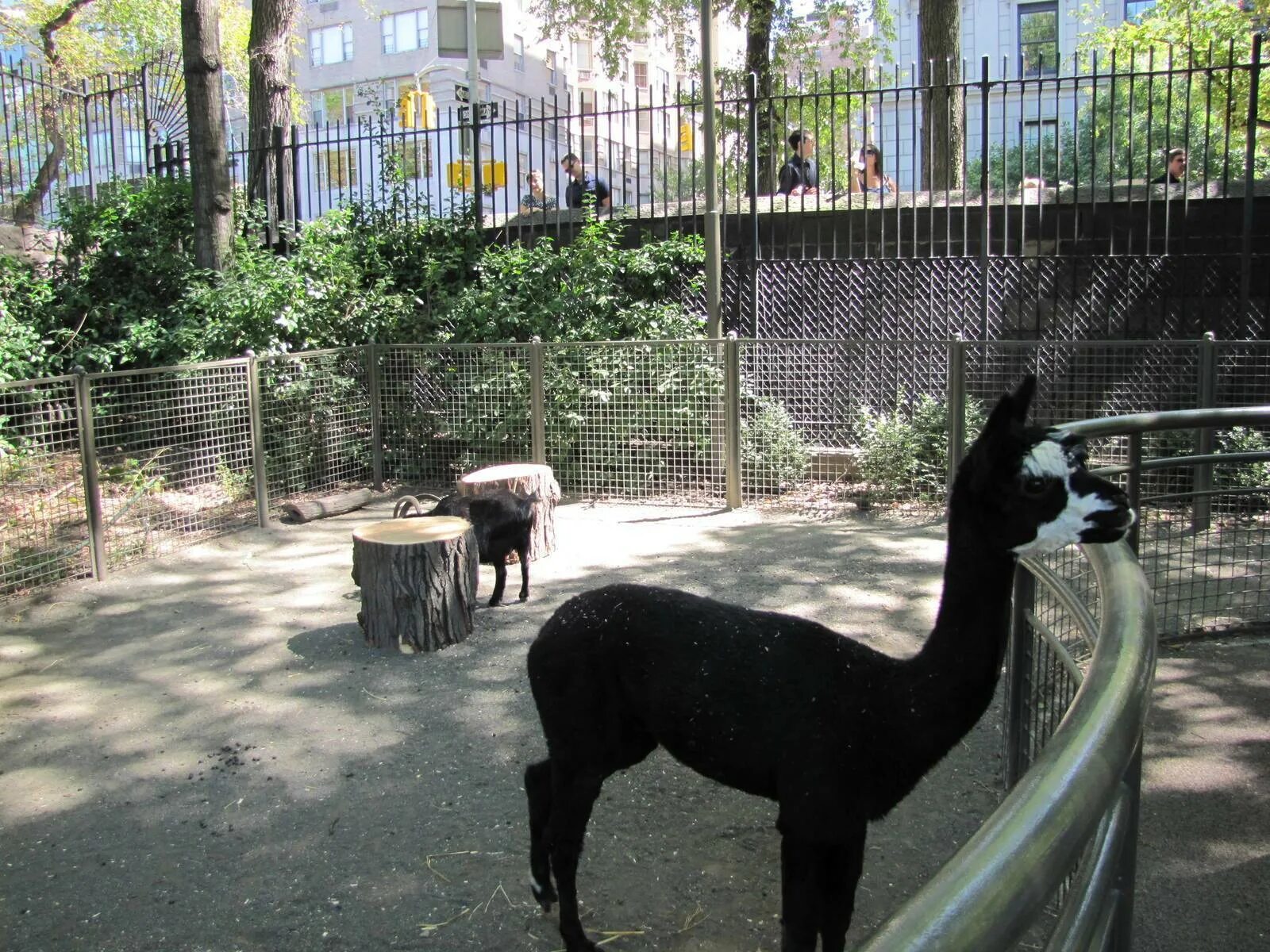 Zoo animals park. Зоопарк в Нью-Йорке Центральный парк. Зоопарк центрального парка в Нью-Йорке. Зоосад в Центральном парке Нью Йорк. Мадагаскар зоосада центрального парка.
