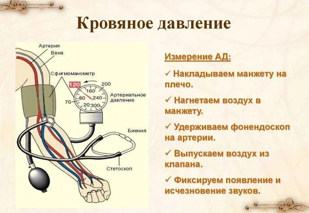 Почему на руках разное артериальное давление. При измерении артериального давления манжету накладывают. Этапы измерения кровяного давления с помощью тонометра. Измерение ад механическим тонометром алгоритм. При измерении артериального давления манжета накладывается на.