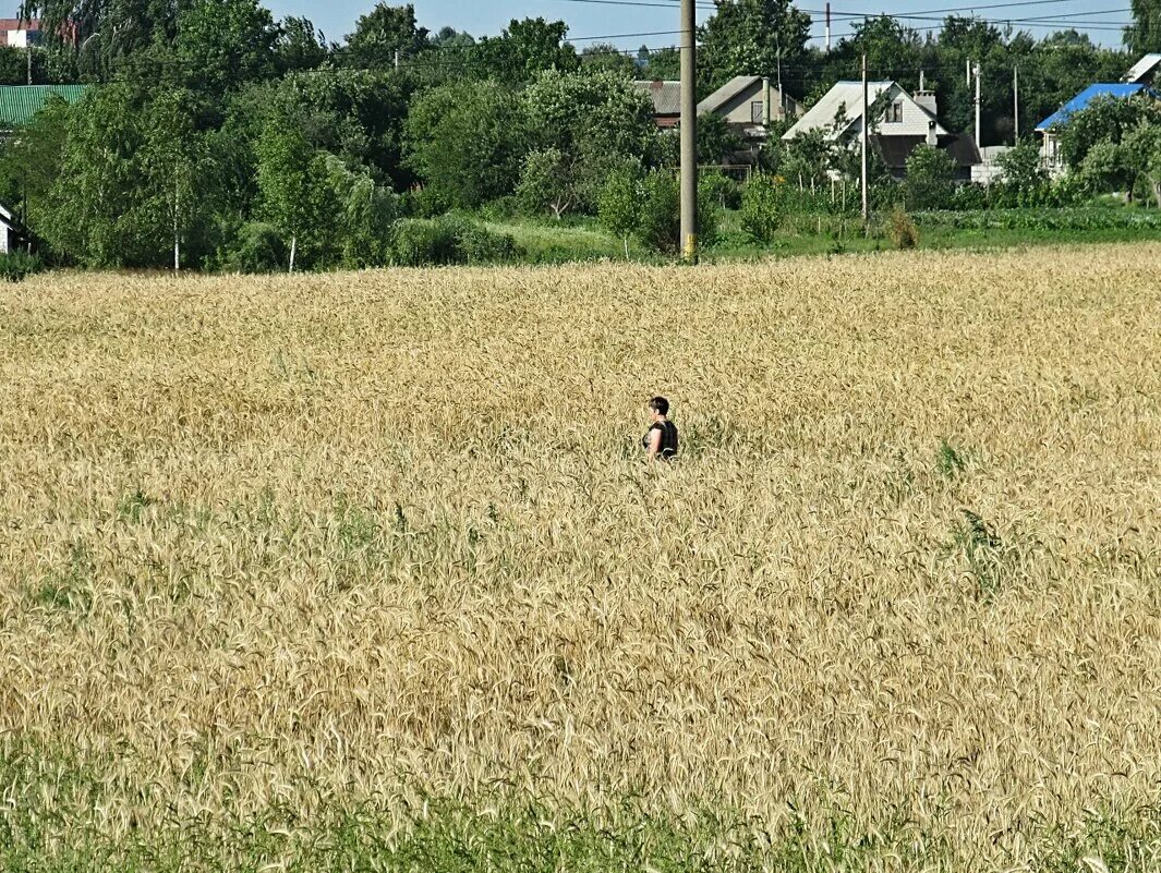 поле гомель