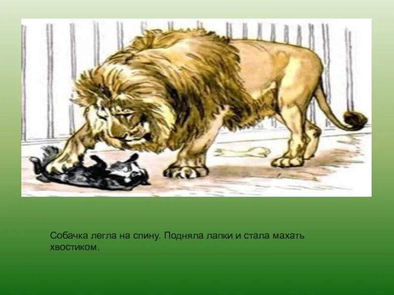 Собачка легла на спину подняла лапки. Толстой л.н. &quot;лев и собачка&quot;. лев и собачка презентация. картинный план лев и собачка. собачонка из произведения лев и собачонка.