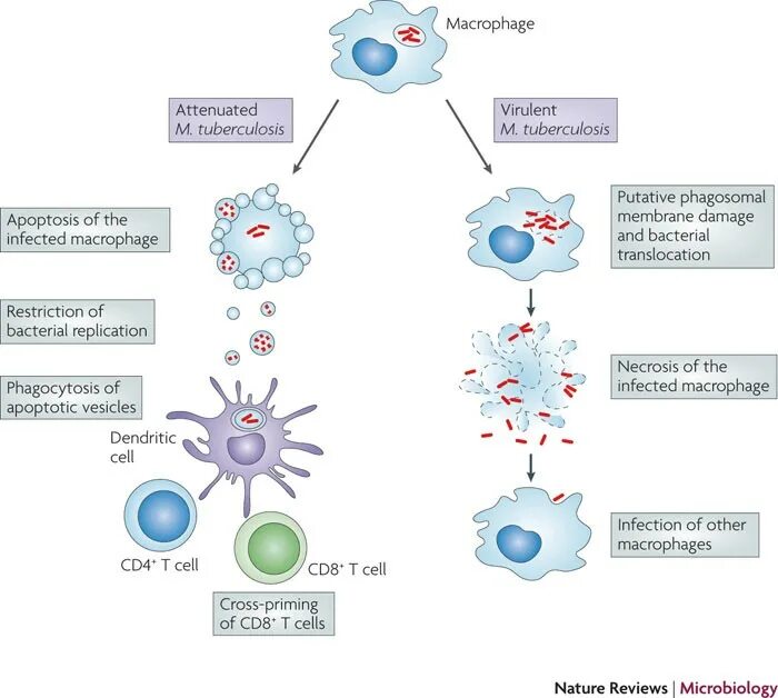 Патогенез иммунный ответ при туберкулезе. Микобактерия туберкулеза в макрофаге. Mycobacterium tuberculosis схема. Макрофаги иммунитет