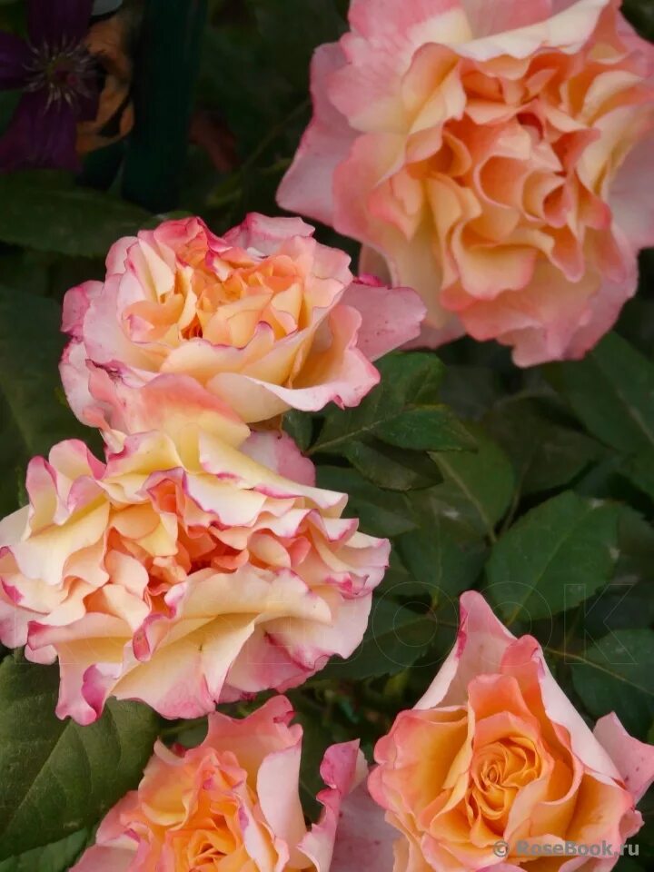 аугуста луиза. мускусная роза greetings. роза парковая перпл лодж. даниэль желен (флорибунда). генриетта барнет henrietta barnett.