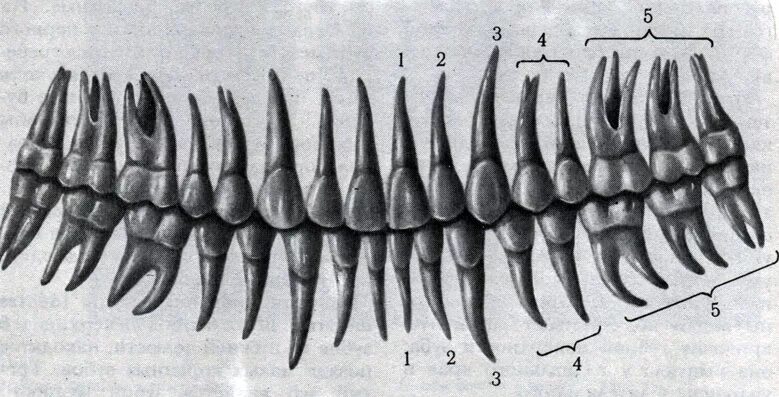 Корни передних верхних зубов