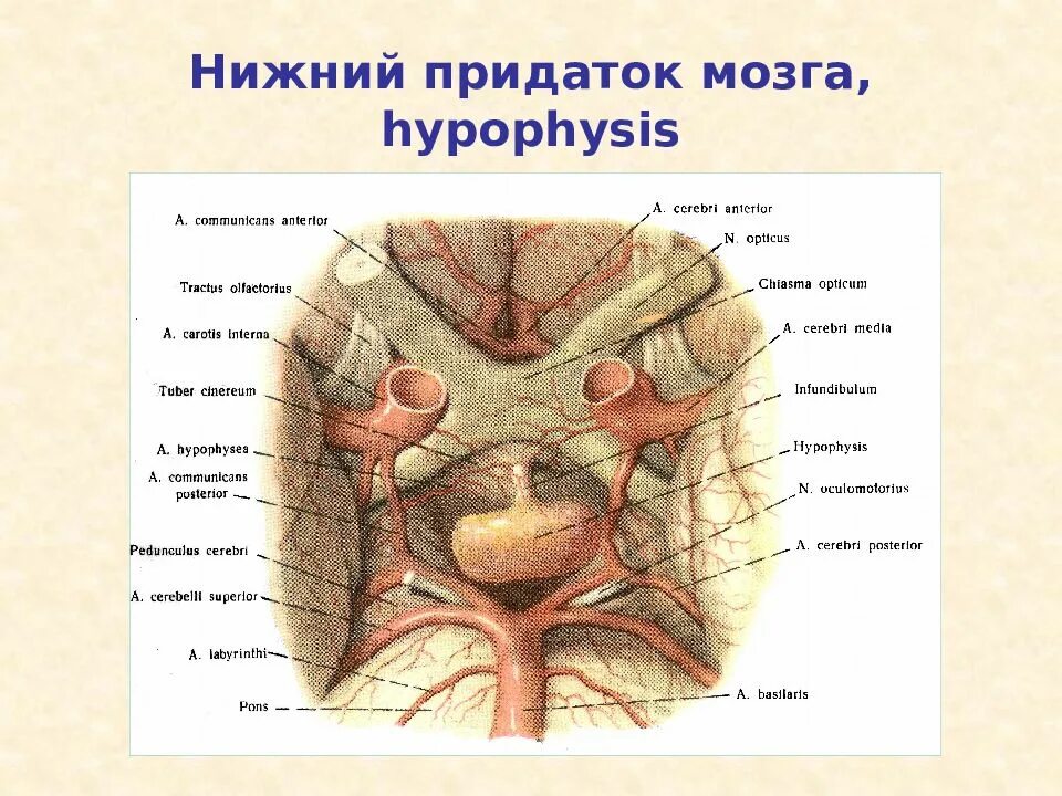 Где находится придатки у женщины фото. Придаток мозга. Нижний мозговой придаток. Гипофиз Нижний придаток мозга. Строение человека придатки у женщин.