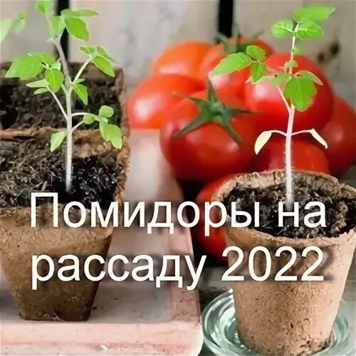 Когда сажать помидоры на рассаду в поволжье. Посев томатов на рассаду в 2022 году. Когда сажать помидоры на рассаду в 2022 году. Помидоры рассада когда сажать на рассаду в 2022 году. Посев помидор в 2022 году.