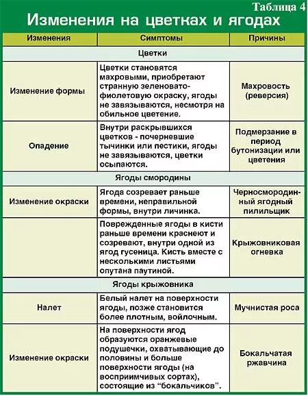 Когда можно обрабатывать смородину от вредителей. Обработка смородины таблица. болезни крыжовника и смородины. таблица обработки крыжовника от вредителей. схема обработки смородины от болезней и вредителей.