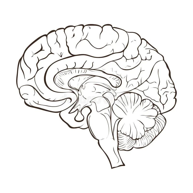 Большой мозг рисунок. Строение мозга печатать. Рыбий мозг раскраска. Макет головного мозга по биологии рисунок. Шаблон мозга человека на бумаге.