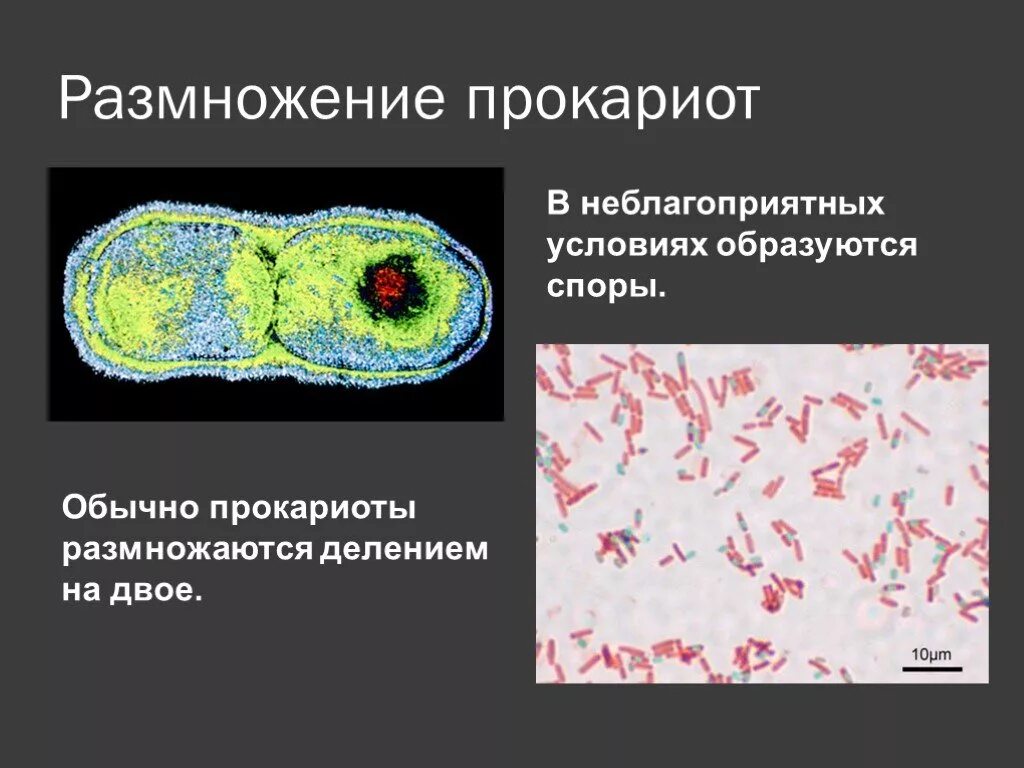 Размножение прокариотической клетки. Деление прокариот (бинарное деление). Прокариотическая клетка размножение. Бесполое размножение прокариот.