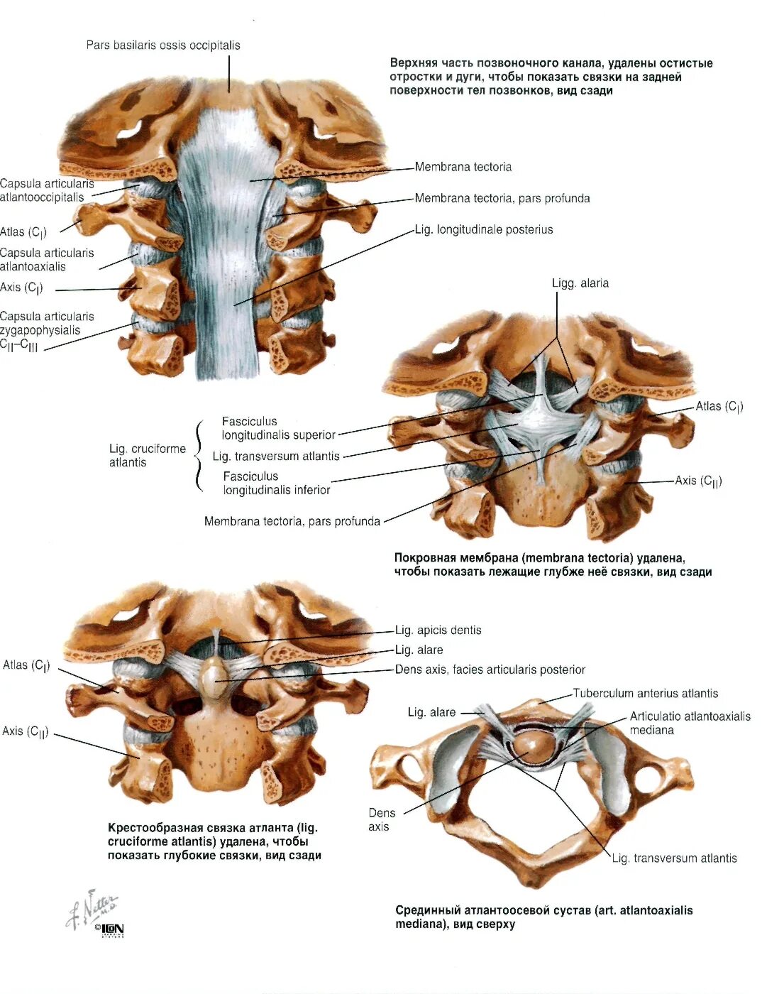 Связки атланто аксиального сустава. Атланто затылочный сустав. Связки атланто затылочного сустава. Суставы позвоночника атланто осевой.