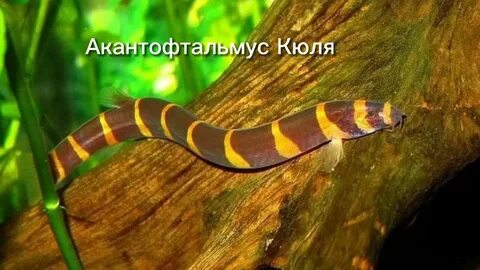 Акантофтальмусы рыбки