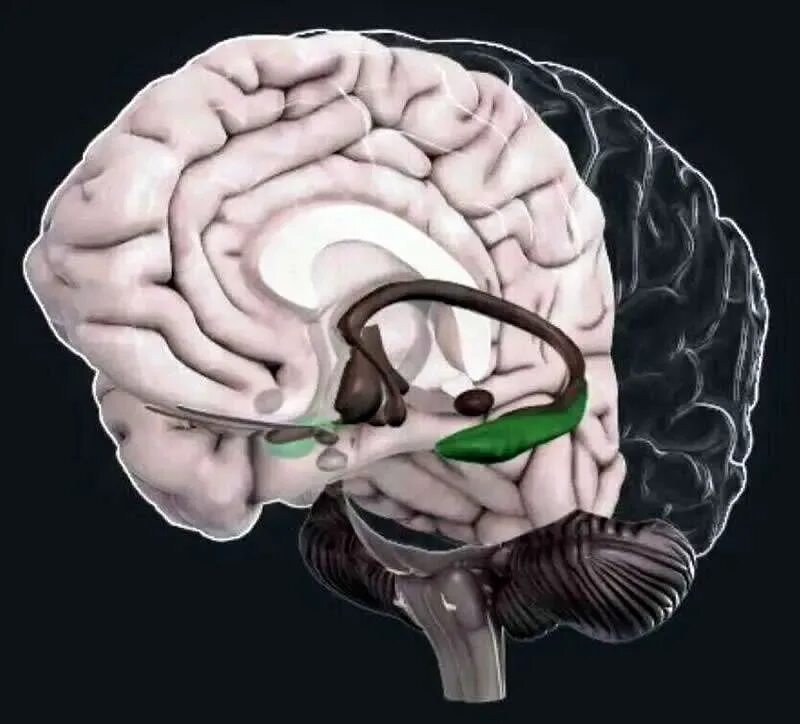 Подкорка головного мозга. Гиппокамп часть мозга.