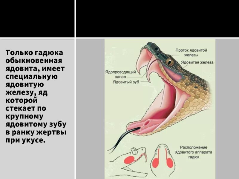 Анатомия гадюки. Гадюка обыкновенная яд. Строение ядовитого аппарата гадюк. Гадюка обыкновенная ядовитая. Ядовитые зубы змеи