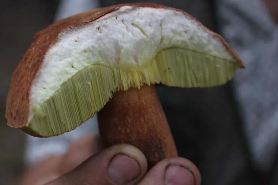 Wormy Mushroom. Infection of Fungi with Worms Stock Image - Image of hand, rotte
