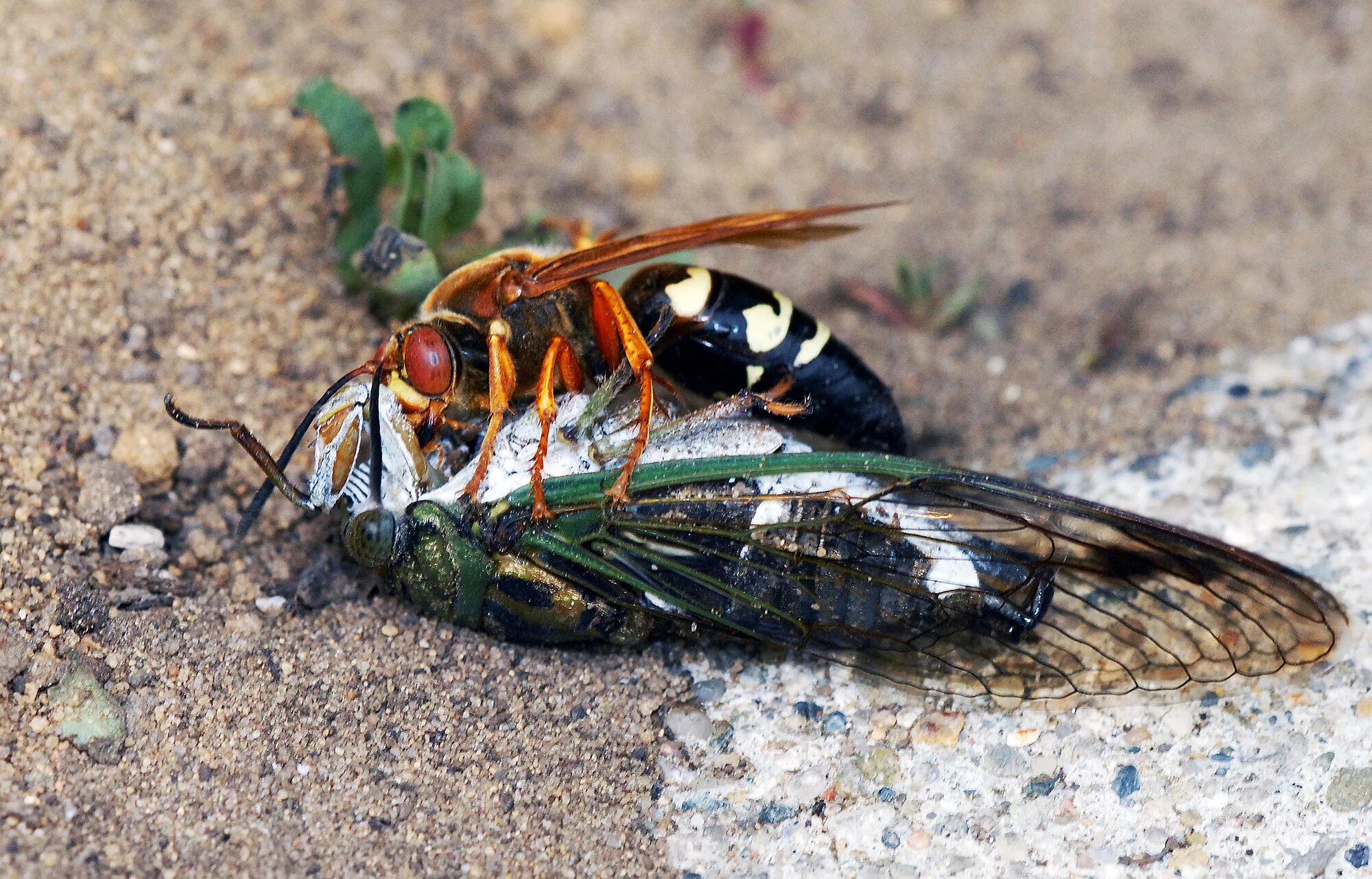 Ос буда. Cicada Killer Шершень. Пестрокрылая цикада. Греческая цикада.