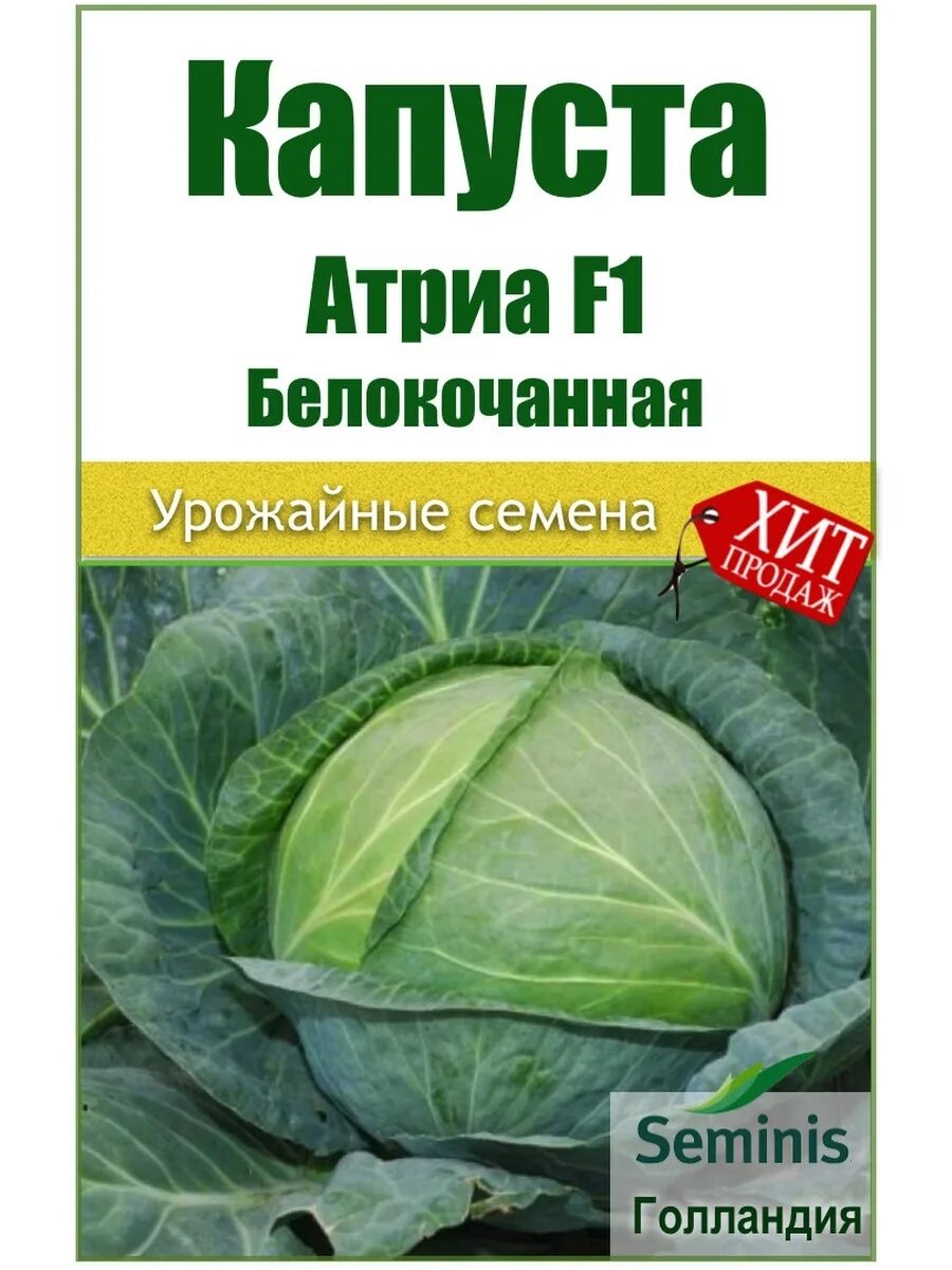 Капуста атрия описание сорта отзывы. Капуста белокочанная Атрия f1. Капуста Атрия капуста Атрия капуста Атрия. Капуста Атрия f1 /Гавриш/ 10 шт. Голландская капуста Атрия.