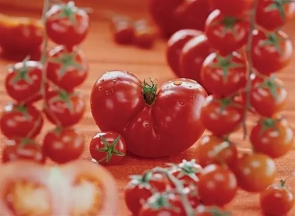 Свежие семена помидор. Семена помидор. Семена томата в Донецке. Сорта томатов для презентации.