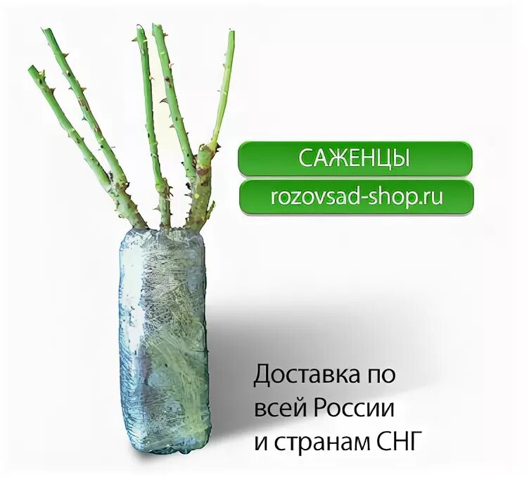 Саженцы роз. Саженцы розы ЗКС. Упаковка саженцев роз с закрытой корневой системой. Реклама саженцев роз