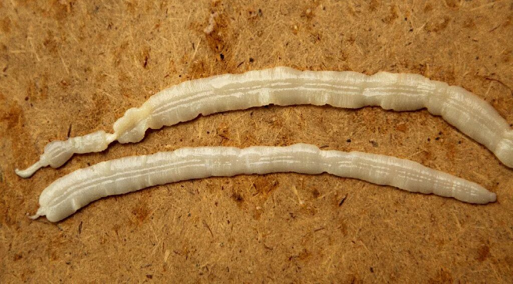 ленточный червь селитер. членистый червь. членистый червь. кольчатые черви микроскоп. членистый червь.