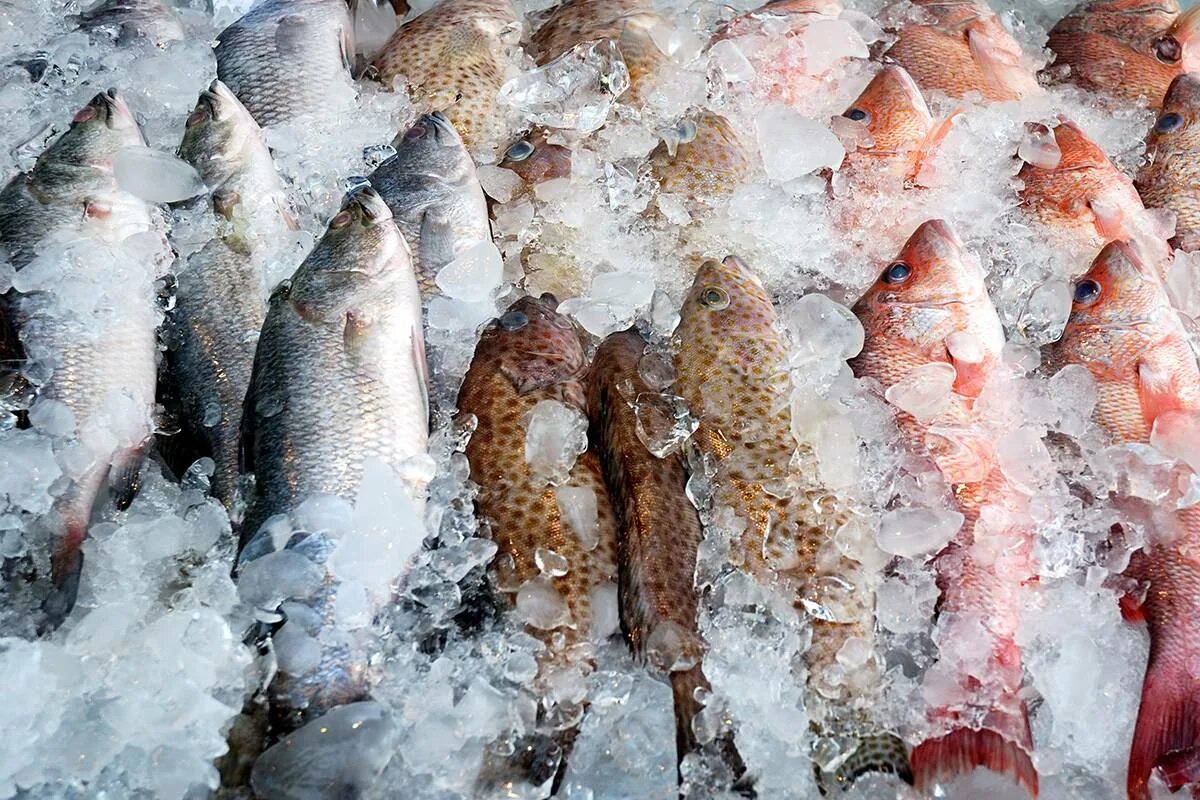 Хранения мороженой рыбы. Свежемороженая рыба. Рыба заморозка. Мороженная рыба. Рыба свже мороженая.