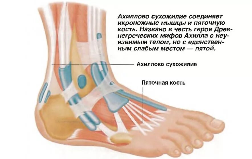 Почему болят сухожилия на ногах. Пятка ахиллово сухожилие. Воспаление сухожилия голеностопного сустава. Голеностоп сустав ахиллово сухожилие. Болит ахрилово хсухожилип.