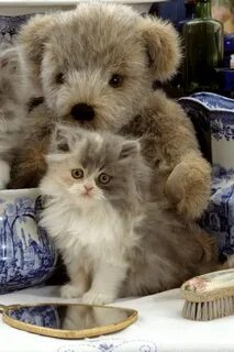 Котики мишки