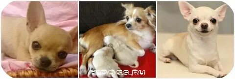 Рожденные чихуахуа