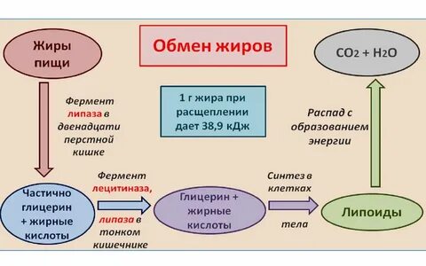 Задачи на энергетический обмен