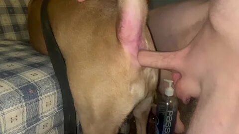 Dog gets his ass violated by huge clean shaven cock.
