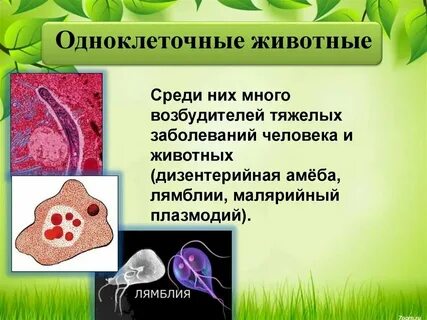 Органы выделения у одноклеточных