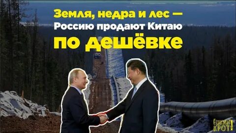 Недра лес