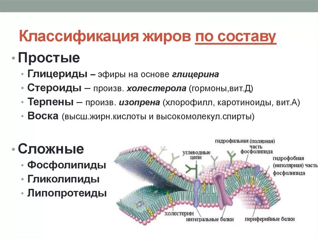 Какую структуру имеет проект