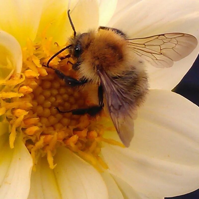 Пчеловодство апитерапия. Апитерапия. Royal Jelly Bee Swarm. Переславль апитерапия.