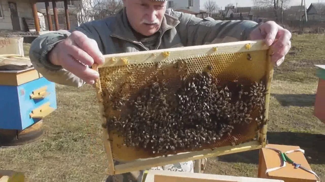 Пчелы весной после зимовки. Пчеловодство для начинающих. Пчеловоды весной. Пчеловодство для новичка.