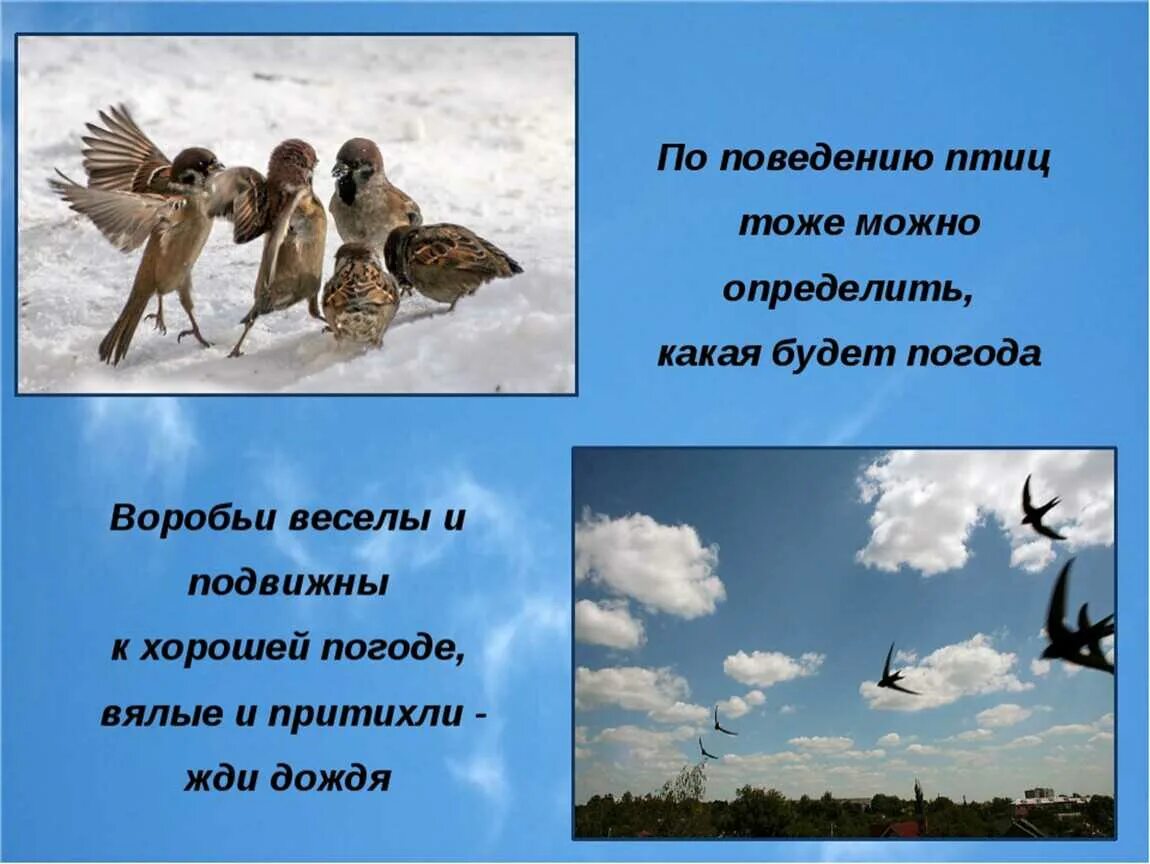 Приметы про птиц. Народные приметы. Народные поверья о птицах. Птицы предсказывают погоду.