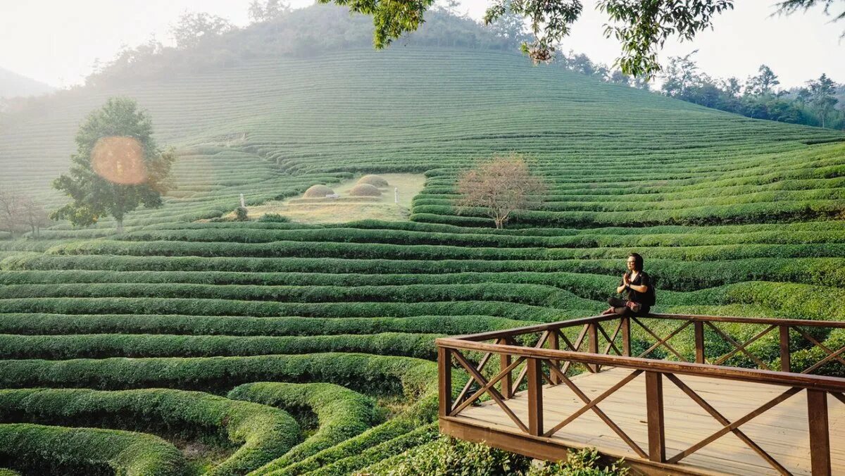 Tea fields. Чеджудо чайная плантация. чайные поля посон южная корея. чайная плантация в хайнане. boseong green tea.