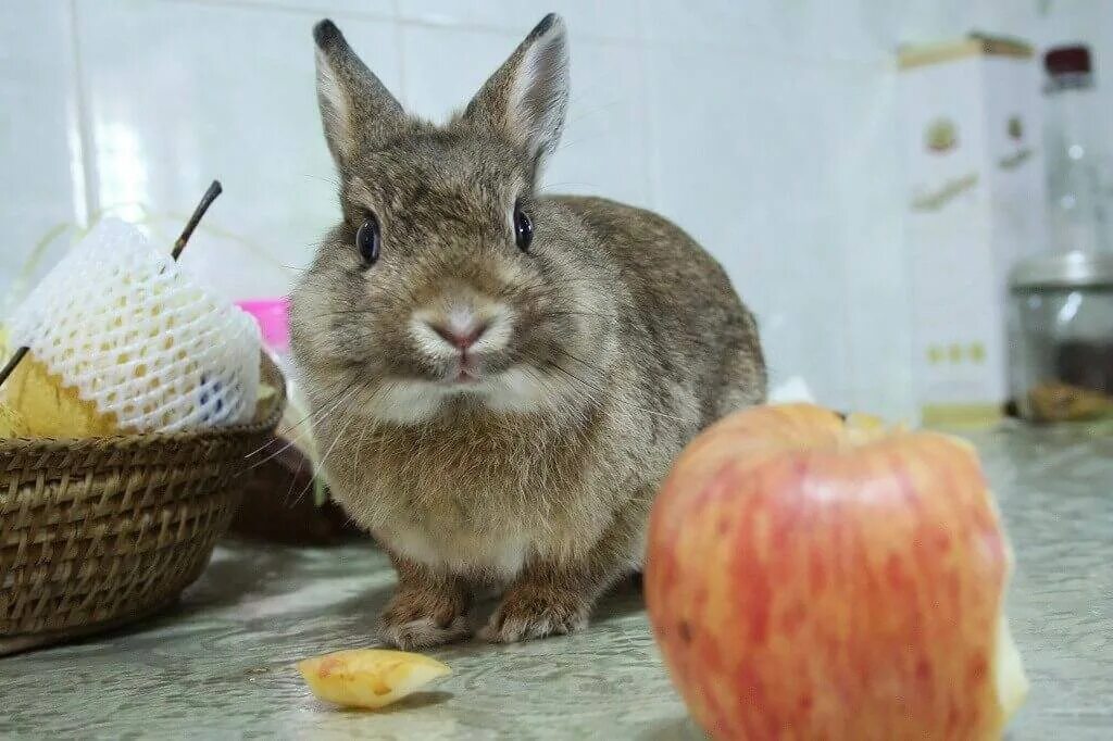 Можно кролику яблоко. Кролик с яблоками. Кролик ест яблоко. Яблоки в виде кроликов. Декоративный кролик ест яблоко.