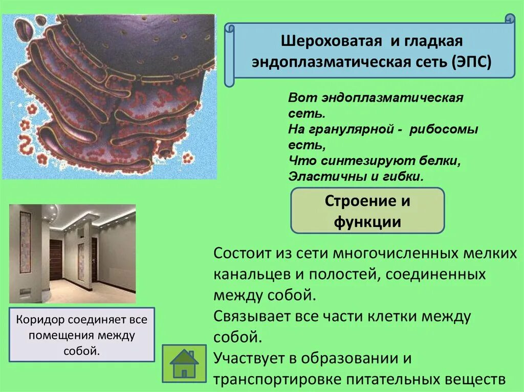 Эндоплазматическая сеть строение и функции. Гранулярная ЭПС функции. Гладкий и шероховатый эндоплазматический ретикулум. Шероховатая эндоплазматическая сеть. Гладкий эндоплазматический ретикулум функции.