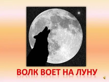 Зачем волки воют на луну