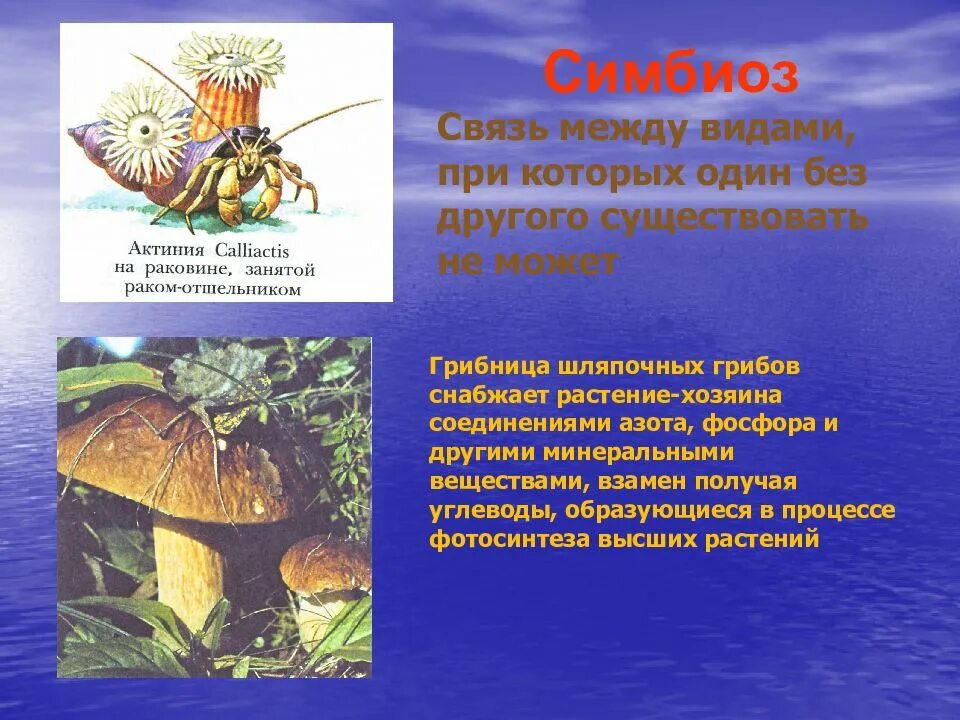 Что такое симбиоз кратко. Симбиоз примеры. Примеры симбиоза в природе у животных. Примеры симбиоза в природе. Симбионты в природе.